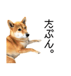 日常的な会話をする柴犬_2（個別スタンプ：35）