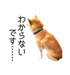 日常的な会話をする柴犬_2（個別スタンプ：36）