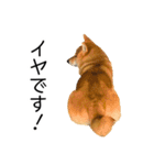 日常的な会話をする柴犬_2（個別スタンプ：37）