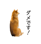日常的な会話をする柴犬_2（個別スタンプ：38）
