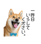 日常的な会話をする柴犬_2（個別スタンプ：40）