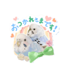 そらandカイリ かわいいセキセイインコ（個別スタンプ：1）