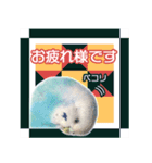 そらandカイリ かわいいセキセイインコ（個別スタンプ：2）