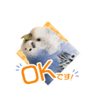 そらandカイリ かわいいセキセイインコ（個別スタンプ：3）