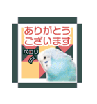 そらandカイリ かわいいセキセイインコ（個別スタンプ：4）
