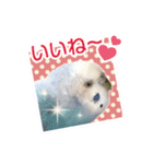 そらandカイリ かわいいセキセイインコ（個別スタンプ：5）