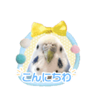 そらandカイリ かわいいセキセイインコ（個別スタンプ：7）