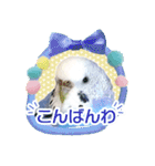 そらandカイリ かわいいセキセイインコ（個別スタンプ：8）
