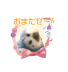 そらandカイリ かわいいセキセイインコ（個別スタンプ：9）