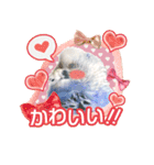 そらandカイリ かわいいセキセイインコ（個別スタンプ：10）