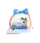 そらandカイリ かわいいセキセイインコ（個別スタンプ：11）