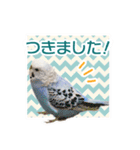 そらandカイリ かわいいセキセイインコ（個別スタンプ：12）