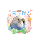 そらandカイリ かわいいセキセイインコ（個別スタンプ：14）