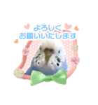 そらandカイリ かわいいセキセイインコ（個別スタンプ：16）
