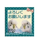 そらandカイリ かわいいセキセイインコ（個別スタンプ：17）