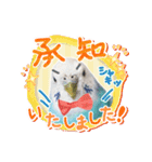 そらandカイリ かわいいセキセイインコ（個別スタンプ：18）