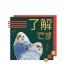 そらandカイリ かわいいセキセイインコ（個別スタンプ：20）