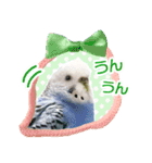 そらandカイリ かわいいセキセイインコ（個別スタンプ：21）
