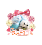 そらandカイリ かわいいセキセイインコ（個別スタンプ：22）