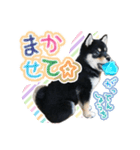 黒柴犬の♡あいさつ♡スタンプ02 豆柴（個別スタンプ：20）