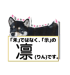 黒柴犬の♡あいさつ♡スタンプ02 豆柴（個別スタンプ：21）