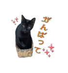 黒猫ゲンちゃん（個別スタンプ：19）