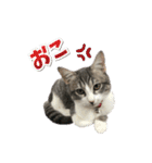 小町2（個別スタンプ：14）