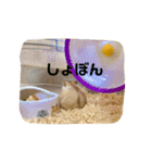ハムスターのきなこもち（個別スタンプ：5）