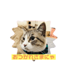 我が家の7ニャンズたち（個別スタンプ：5）