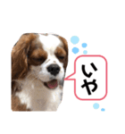 キャバリア モカちゃんの一言（個別スタンプ：1）