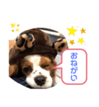 キャバリア モカちゃんの一言（個別スタンプ：3）