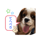 キャバリア モカちゃんの一言（個別スタンプ：5）