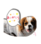 キャバリア モカちゃんの一言（個別スタンプ：6）