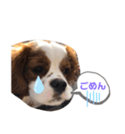 キャバリア モカちゃんの一言（個別スタンプ：7）