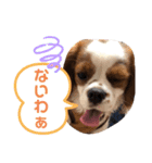 キャバリア モカちゃんの一言（個別スタンプ：8）