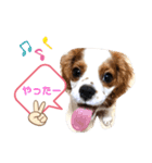 キャバリア モカちゃんの一言（個別スタンプ：12）