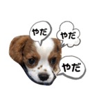 キャバリア モカちゃんの一言（個別スタンプ：13）
