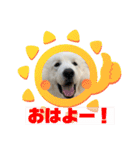 グレートピレニーズ  信州異母兄弟会①（個別スタンプ：1）