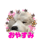 グレートピレニーズ  信州異母兄弟会①（個別スタンプ：2）
