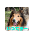グレートピレニーズ  信州異母兄弟会①（個別スタンプ：3）