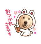 グレートピレニーズ  信州異母兄弟会①（個別スタンプ：4）