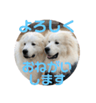 グレートピレニーズ  信州異母兄弟会①（個別スタンプ：5）