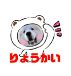 グレートピレニーズ  信州異母兄弟会①（個別スタンプ：6）