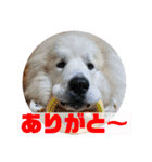 グレートピレニーズ  信州異母兄弟会①（個別スタンプ：7）
