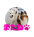 グレートピレニーズ  信州異母兄弟会①（個別スタンプ：8）