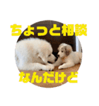 グレートピレニーズ  信州異母兄弟会①（個別スタンプ：13）