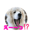 グレートピレニーズ  信州異母兄弟会①（個別スタンプ：14）