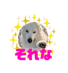 グレートピレニーズ  信州異母兄弟会①（個別スタンプ：16）
