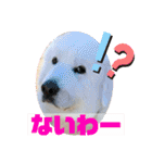 グレートピレニーズ  信州異母兄弟会①（個別スタンプ：18）