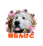 グレートピレニーズ  信州異母兄弟会①（個別スタンプ：19）